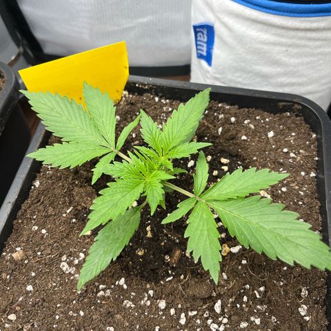 White Widow Auto growlog timeline photo