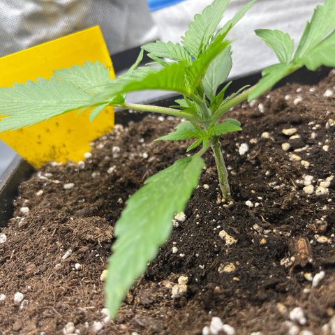 White Widow Auto growlog timeline photo