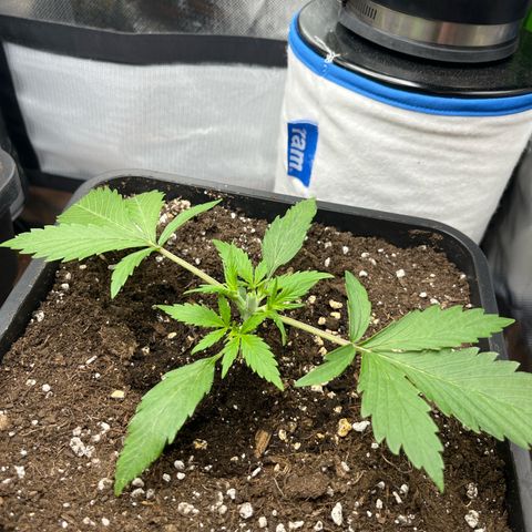 White Widow Auto growlog timeline photo