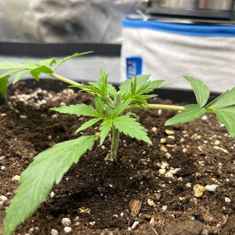 White Widow Auto growlog timeline photo