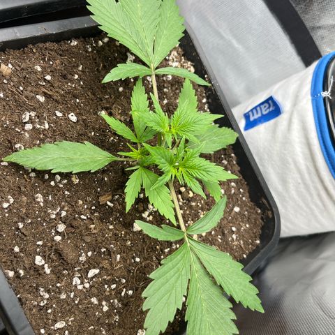 White Widow Auto growlog timeline photo