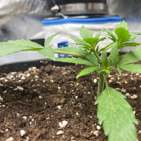 White Widow Auto growlog timeline photo