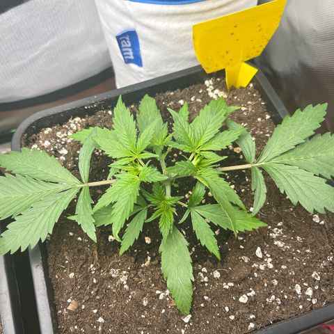 White Widow Auto growlog timeline photo