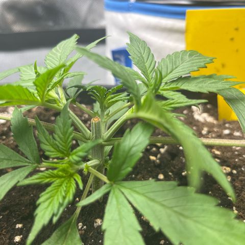 White Widow Auto growlog timeline photo