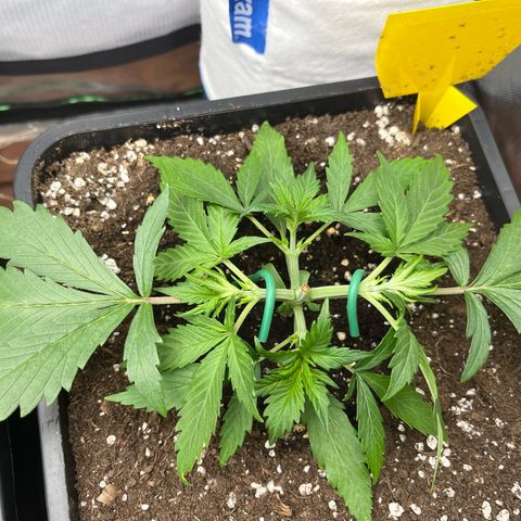 White Widow Auto growlog timeline photo