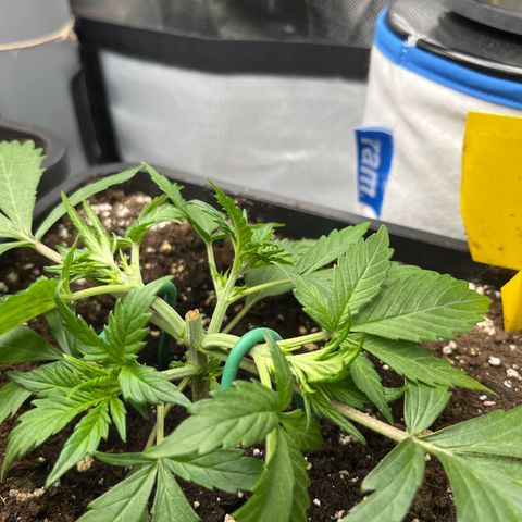 White Widow Auto growlog timeline photo