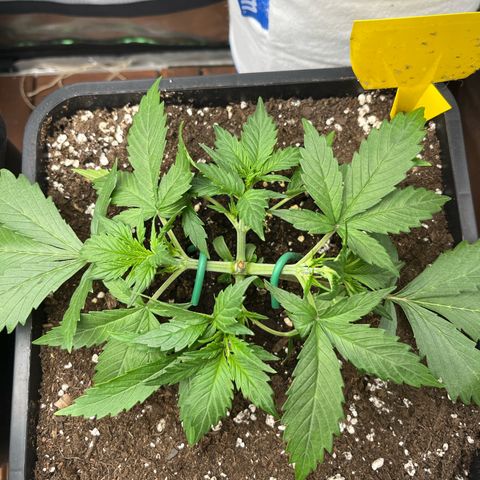 White Widow Auto growlog timeline photo
