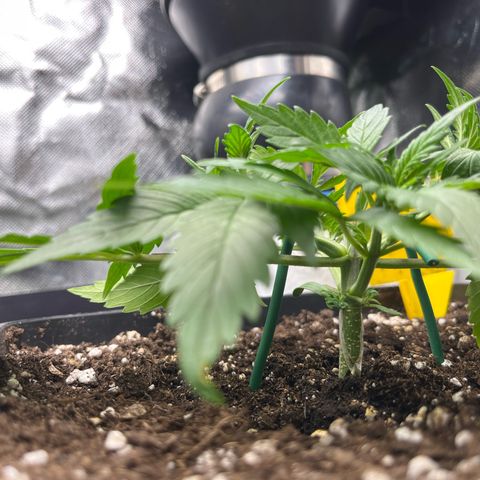 White Widow Auto growlog timeline photo