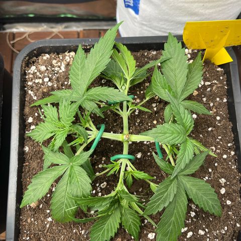 White Widow Auto growlog timeline photo