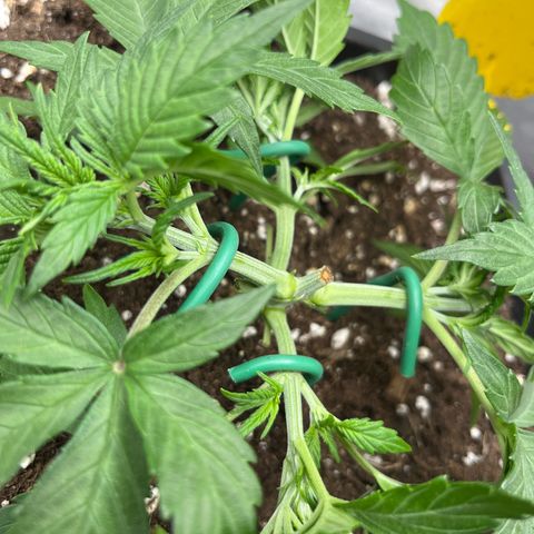 White Widow Auto growlog timeline photo