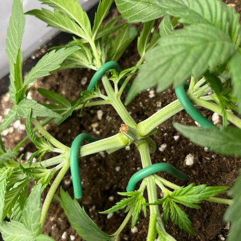 White Widow Auto growlog timeline photo