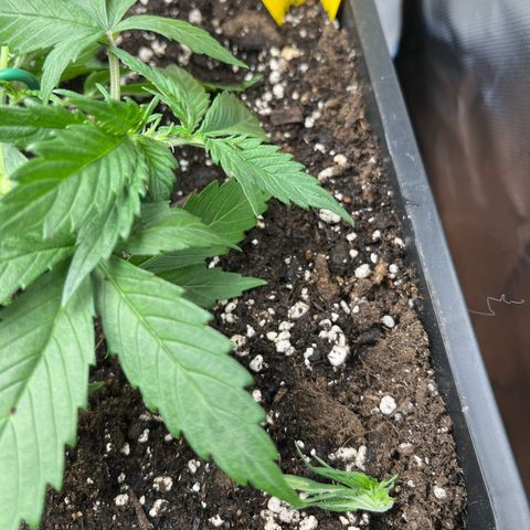 White Widow Auto growlog timeline photo
