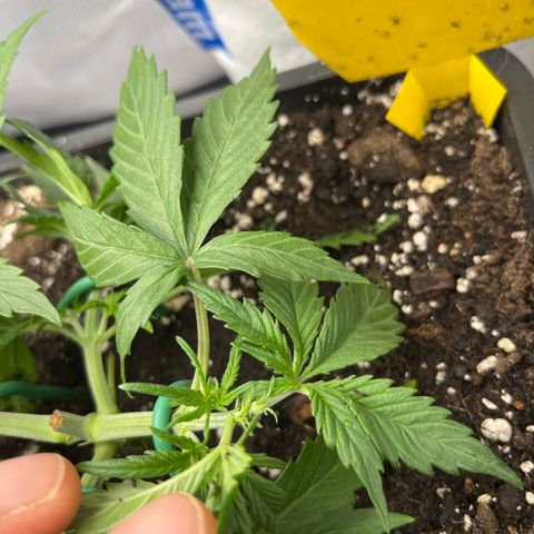 White Widow Auto growlog timeline photo
