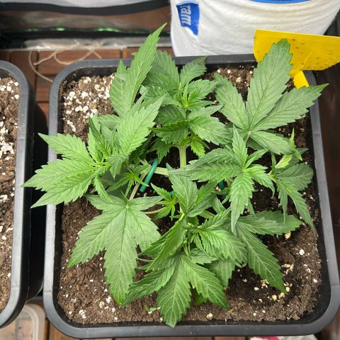 White Widow Auto growlog timeline photo