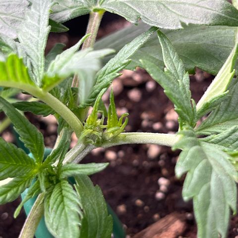 White Widow Auto growlog timeline photo