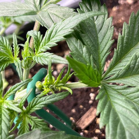 White Widow Auto growlog timeline photo