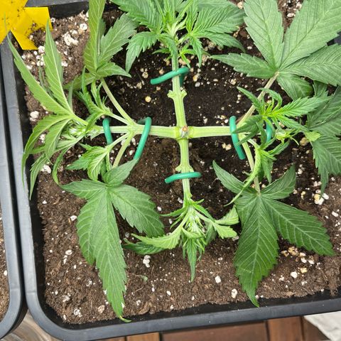 White Widow Auto growlog timeline photo