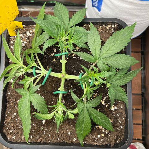 White Widow Auto growlog timeline photo