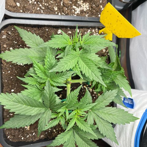 White Widow Auto growlog timeline photo