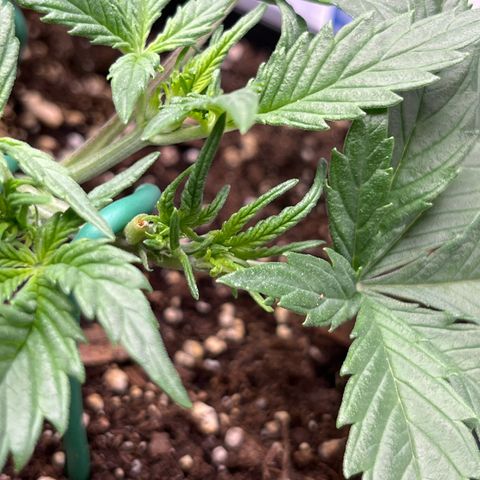 White Widow Auto growlog timeline photo