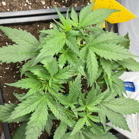 White Widow Auto growlog timeline photo