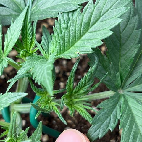 White Widow Auto growlog timeline photo