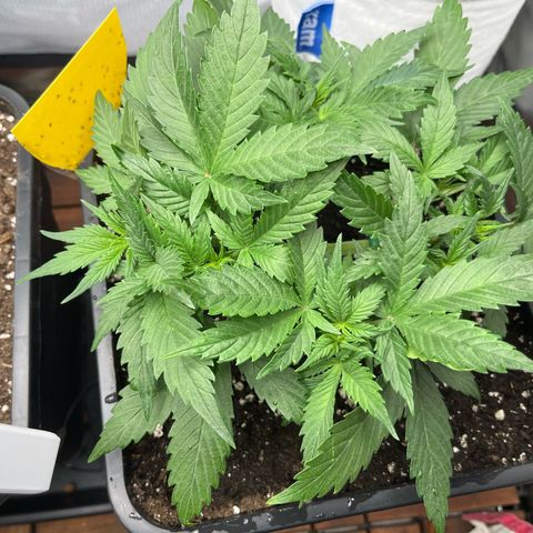 White Widow Auto growlog timeline photo