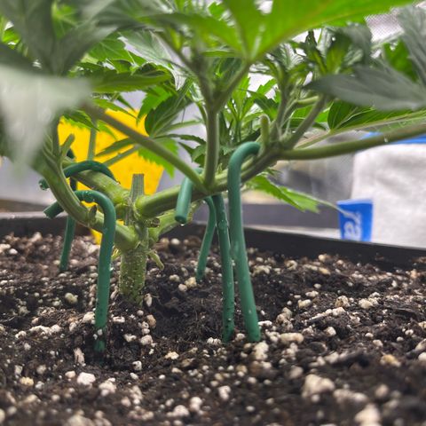 White Widow Auto growlog timeline photo