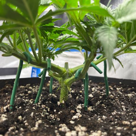 White Widow Auto growlog timeline photo