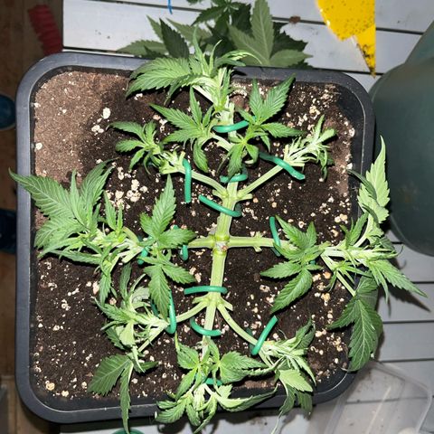 White Widow Auto growlog timeline photo