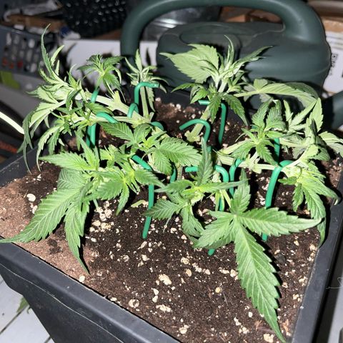 White Widow Auto growlog timeline photo