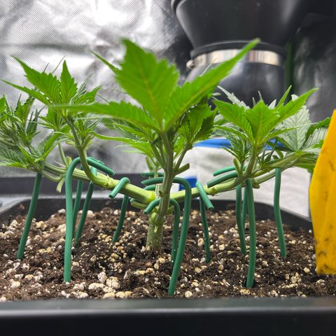 White Widow Auto growlog timeline photo