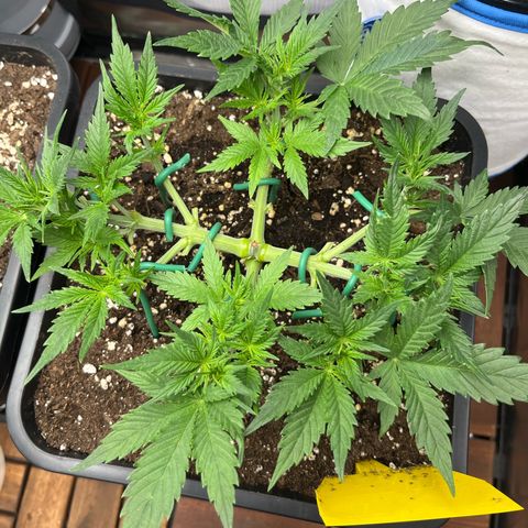 White Widow Auto growlog timeline photo