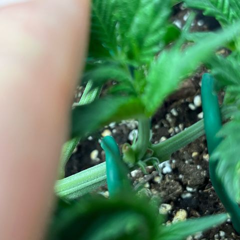 White Widow Auto growlog timeline photo