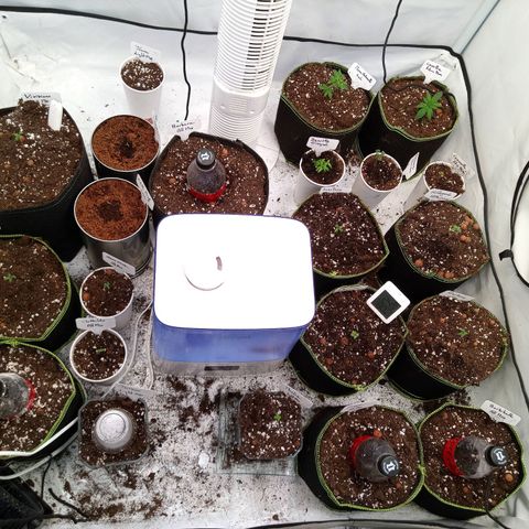 Carmagnola CBD growlog timeline photo