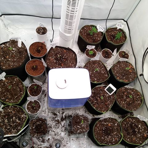 Carmagnola CBD growlog timeline photo