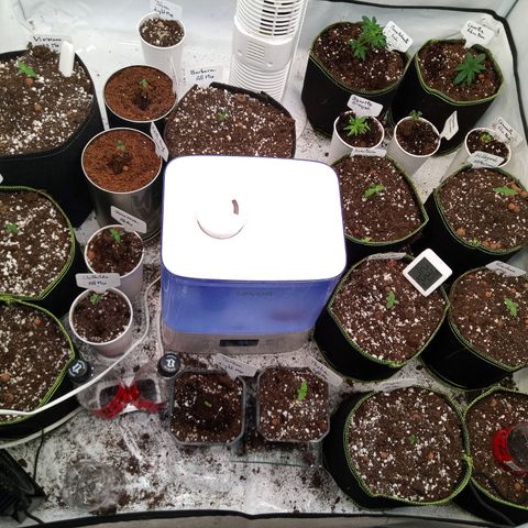 Carmagnola CBD growlog timeline photo