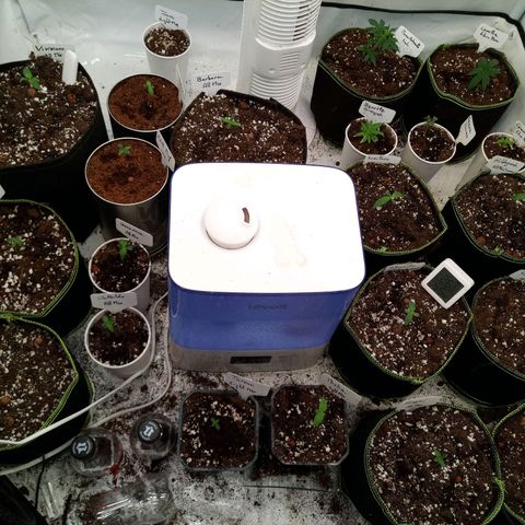 Carmagnola CBD growlog timeline photo