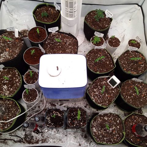 Carmagnola CBD growlog timeline photo