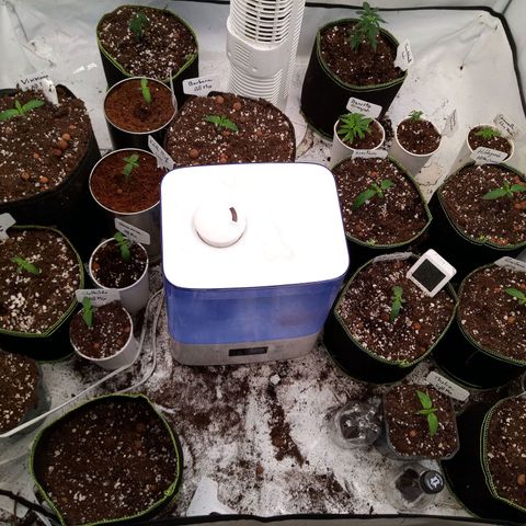 Carmagnola CBD growlog timeline photo