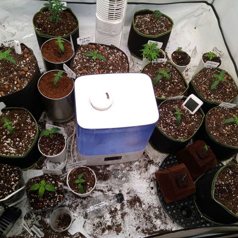 Carmagnola CBD growlog timeline photo