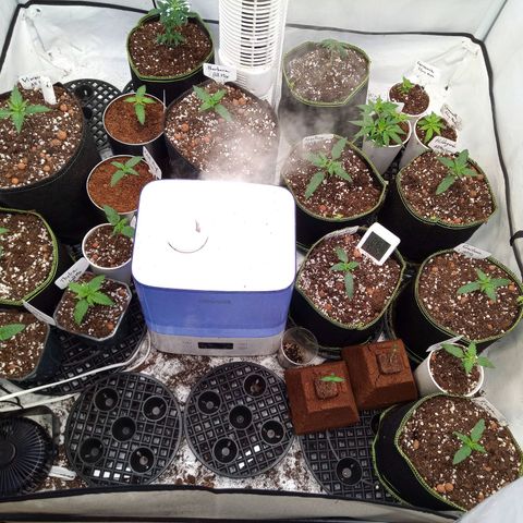 Carmagnola CBD growlog timeline photo