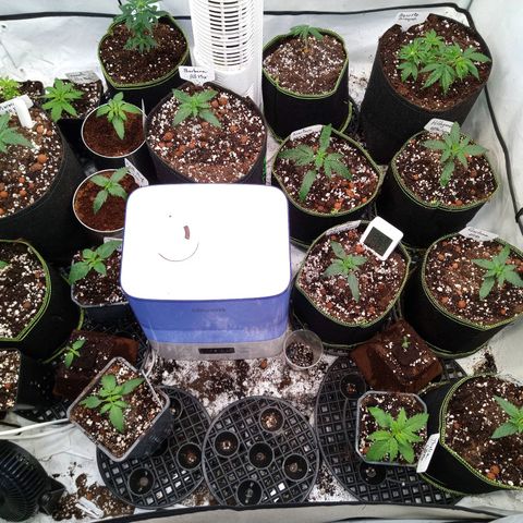 Carmagnola CBD growlog timeline photo