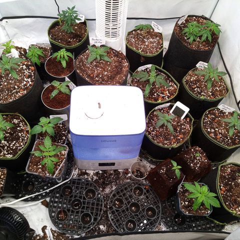 Carmagnola CBD growlog timeline photo