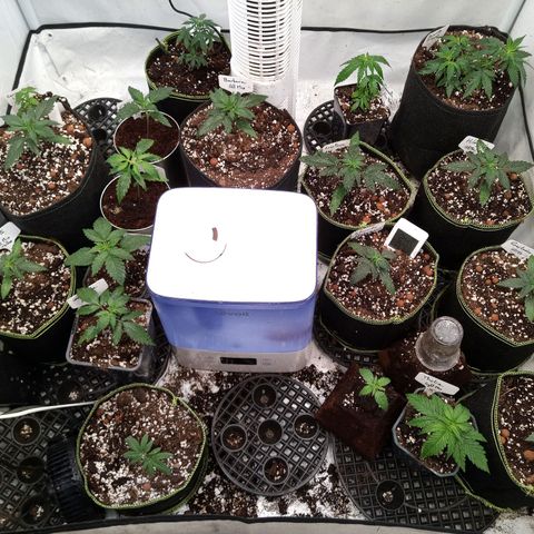 Carmagnola CBD growlog timeline photo