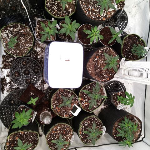 Carmagnola CBD growlog timeline photo
