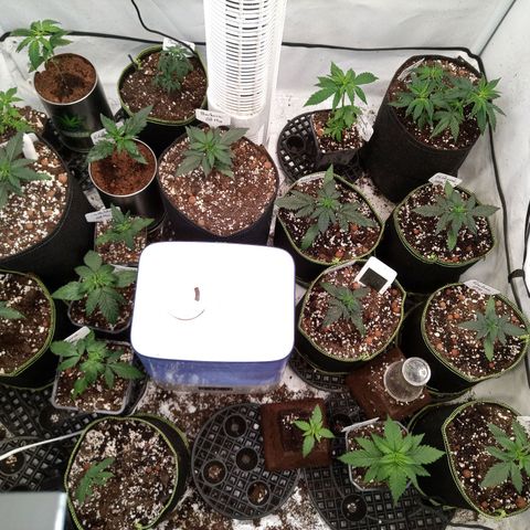 Carmagnola CBD growlog timeline photo