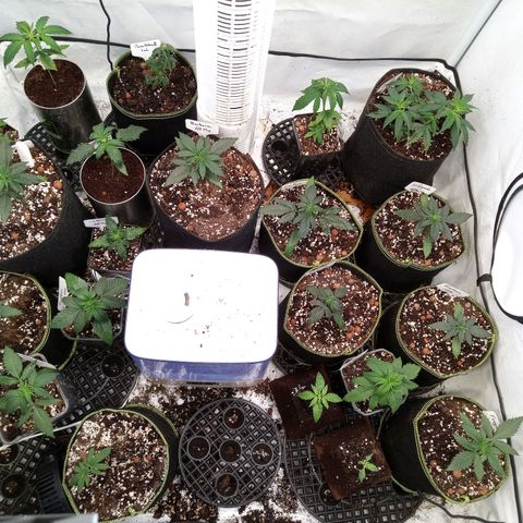 Carmagnola CBD growlog timeline photo