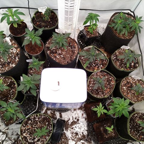 Carmagnola CBD growlog timeline photo