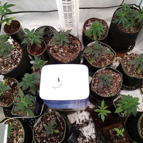 Carmagnola CBD growlog timeline photo